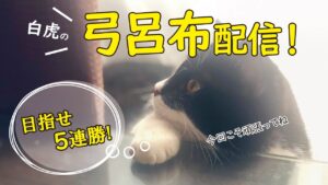 【三国志大戦：白虎】あくまで弓呂布にこだわる配信＆👑替天さん昇格戦配信👑【LIVE配信.VOL26】