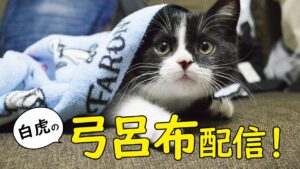 【三国志大戦】戦友＆天一ゲリラ配信します【LIVE配信.VOL外伝】