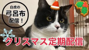 【三国志大戦　白虎】こてつサンタが声望配布します。弓呂布定期配信【LIVE配信.VOL37】