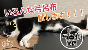 【三国志大戦】弓呂布七変化。いろんなパーツで試していきます。※今回騎馬単無し【LIVE配信.VOL45】