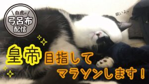 【三国志大戦】目指せ皇帝！過酷な長距離マラソン始まります。。。証125スタート【1日目】