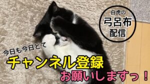 【三国志大戦】弓呂布のデッキ募集中！替天さんとＷ実況配信。【LIVE配信.VOL48】