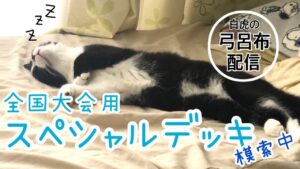 【三国志大戦】大会前最終調整！弓呂布配信します。【LIVE配信.VOL49】