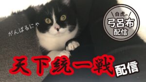 【三国志大戦】天下統一戦を弓呂布配信！今大会最強デッキです。【LIVE配信.VOL50】