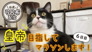 【三国志大戦】毎日配信♪目指せ皇帝。よぼよぼおじいちゃんになってますが頑張ります。現在証137【6日目】