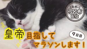 【三国志大戦】毎日配信♪目指せ弓呂布皇帝。替天さんのリアル実況配信🐈現在証143【9日目】