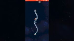 天星確定！【妖怪三国志 国盗りウォーズ】新確定演出！天星ランク 10体目！スノーラビー べんし キャトリーヌ 張春華 超ガシャ スコアタ #Shorts